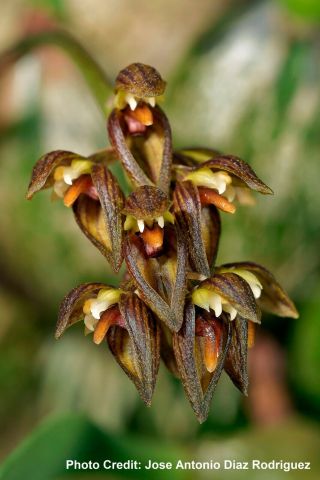 Bulbophyllum Microtepalum Orchid Species Very Rare