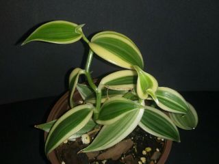 Vanilla Planifolia Variegata 