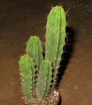Trichocereus Bridgesii 16cm Rare Cactus Astrophytum Plant Echinopsis Aztekium Y