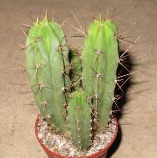 Trichocereus Bridgesii 11cm Rare Cactus Astrophytum Plant Echinopsis Aztekium N