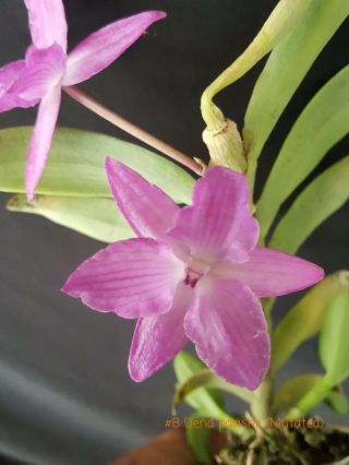 Orchid Species : Rare Peloric Flowers Dendrobium Parishii Mutated Orchid Plant