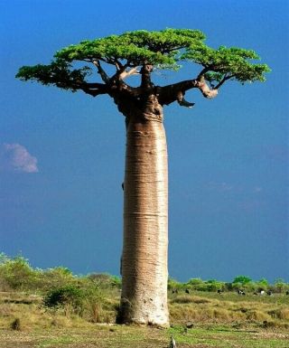 5 Seeds Baobab Tree Miracle Tree Adansonia Thailand Rare Item Long Life