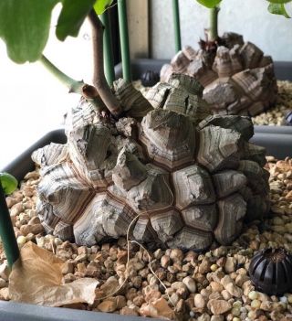 Dioscorea Elephantipes,  Rare Succulent,  5 Seeds