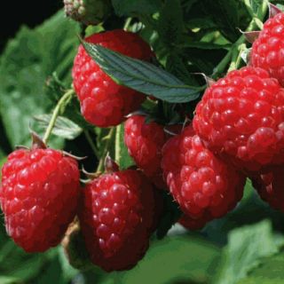 Rare Live Plant Red Raspberry Bare Root Not Seeds Sweet Fruit No Gmo