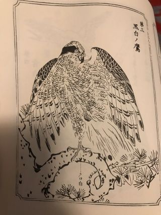RARE Kyosai Hawk Sketch Book Japanese Tattoo Art Reference Irezumi Horimono Taka 7