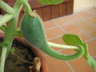 Ibicella Lutea Devil ' s Claw Protocarnivorous Diablo_PlanT 5 Rare Seeds 4