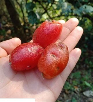 Seed Of Elaeagnus Latifolia Acid Fruit Local Native Rare Fruit Ma - Lord Vine