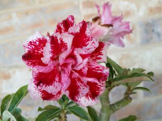 Adenium Desert Rose Grow From Seed Bonsai Very Rare 11 Triple Petals