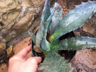 Agave Gigantensis Pup Rare Mexico Echeveria Aloe Succulent