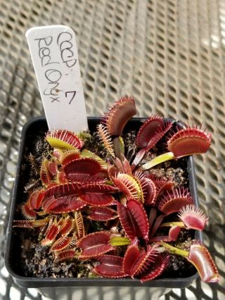 Rare Carnivorous Venus Flytrap Plant " Red Onyx " 7