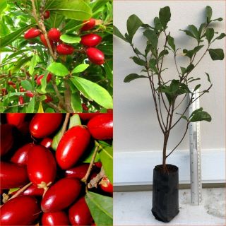 20 " Tall Miracle Berry Tree Synsepalum Dulcificum Exotic Rare Tropical Plant