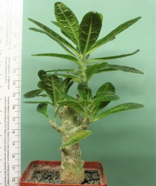Dorstenia Gigas 7.  Rare Plant