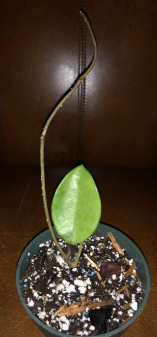 Hoya Sweet Scent (rare),  Ship In 4” Pot Actual Plant
