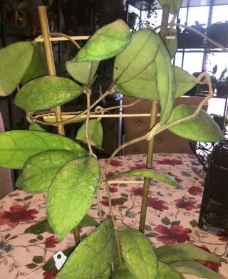 Hoya Finlaysonii,  Rare Hoya,  Rooted Plant Shipped In 3 " Pot
