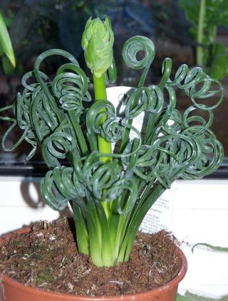 Albuca Spiralis 3 Seeds Plant Curly Twisted Leaves Very Rare Limited