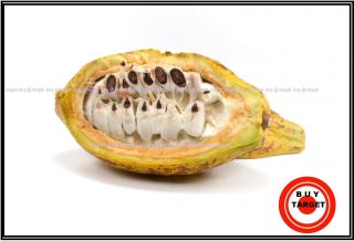 Live Fresh Viable 01 Cocoa Pod Theobroma Cacao Rare,  35 40 Seeds