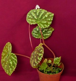 Begonia Plant U641 Tuberous Rare 4 " Pot Terrarium