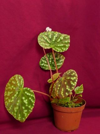 Begonia Plant U641 Tuberous Rare 4 
