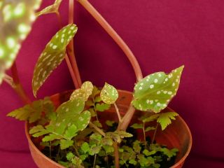 Begonia Plant U641 Tuberous Rare 4 