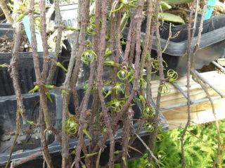Cynanchum Marnierianum - 12 Rooted Cuttings - Succulent Vine Madagascar Rare