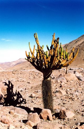 Browningia Candelaris South American Rare Cactus Edible Cacti Fruits Seeds
