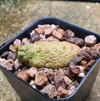 19.  Pseudolithos Caput - Viperae Very Rare And Succulent