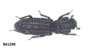 Coleoptera Zopheridae ? Gen.  Sp.  Thailand 3mm Rare