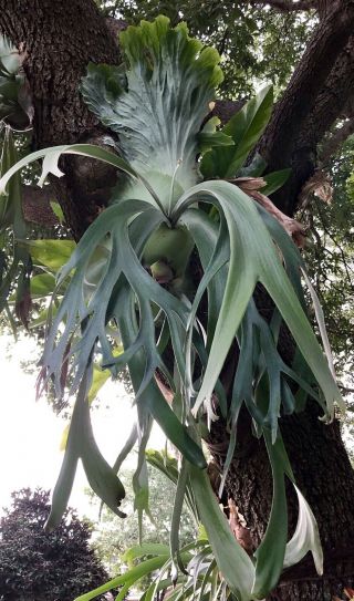 Platycerium Willinckii - Species The Real Thing Rare Staghorn Fern