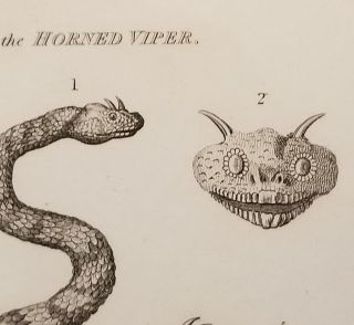 Rare Antique Reptile Snake Cobra Viper Engraving Art Copperplate Print