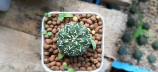 Astrophytum Asterias/v - Typ /rare Item /size: 2.  8 Cm.  /cactus&succulent Th