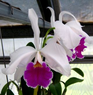 Rare Orchids - Lc Canhamiana 
