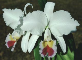 Rare Orchids - C Trianaei Semi - Alba 