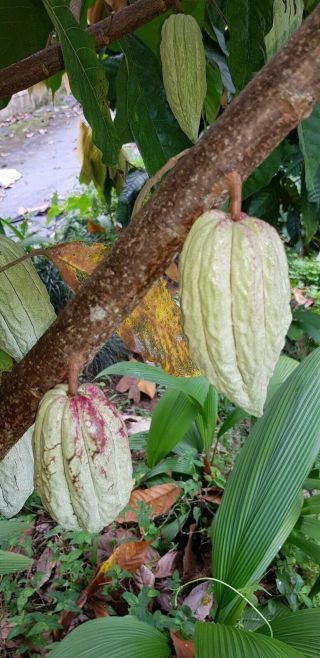 1 Special Criollo Cacao Pod (" Blush " Variety) Extremely Rare