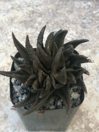 Unique And Rare Succulent Plant Haworthia Scabra X H.  Sordida
