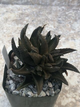 Unique and rare succulent plant Haworthia scabra X H.  sordida 2