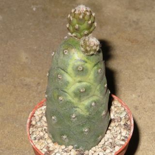Tephrocactus Articulatus Var Diadematus Variegata Rare Cactus Ariocarpus Agave J