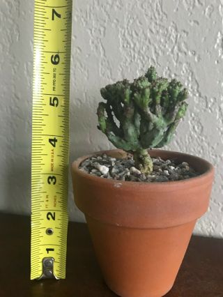 Euphorbia enopla ' Coral ' rare succulent plant not cactus own roots 2
