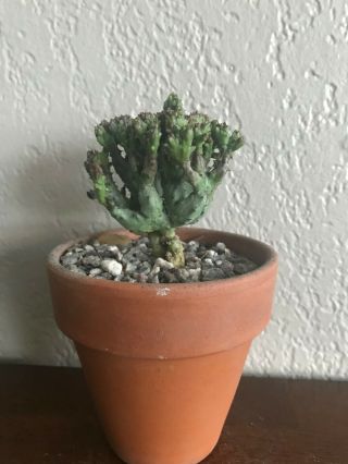 Euphorbia enopla ' Coral ' rare succulent plant not cactus own roots 3