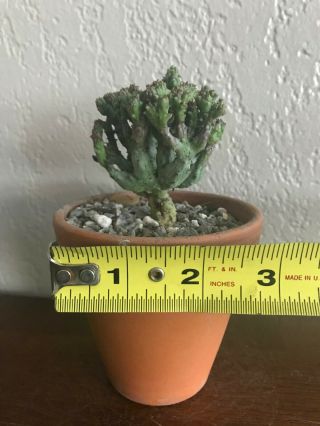 Euphorbia enopla ' Coral ' rare succulent plant not cactus own roots 4