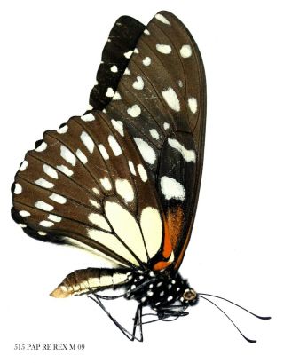Insect Butterfly Moth Papilionidae Papilio Rex Rex - Rare 515 Pap Re Rex M 09