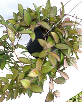 1 pot,  10 - 12 inches rooted plant of Hoya losita Very Rare 3