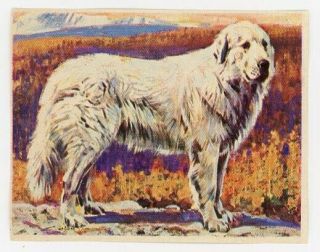 1970 Rare Pyrenean Mountain Dog Pyr Dog Card Italy 1970