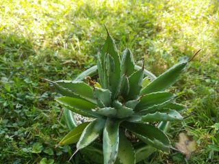 Unique And Rare Succulent Plant Agave Potatorum Cv.  ‘cubic’