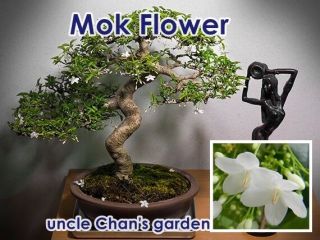 Uncle Chan Mok Flower Seed Wrightia Religiosa Rare Fragrant White Flower