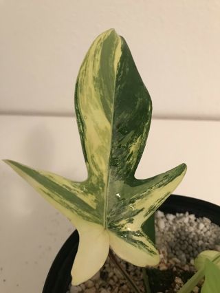 Philodendron Florida Beauty Variegated Rare Aroid Potted Plant