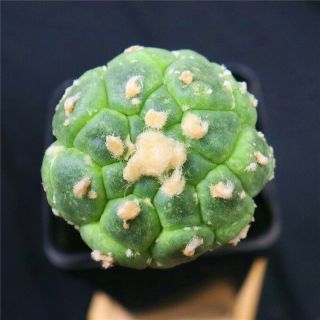 Astrophytum Asterias Kitsukow - With Rootstock - Rare Cactus Cacti 4355