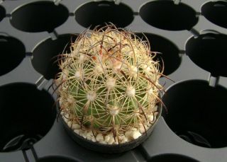 5 X Echinomastus Durangensis Mmr 130.  1 Own Roots Rare Cactus