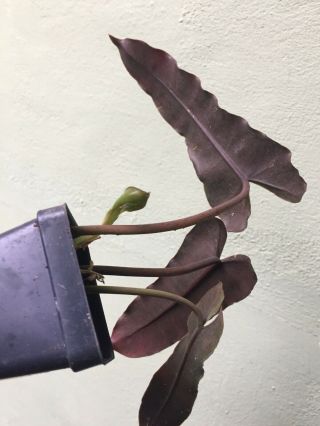 Purple Back Species Philodendron Atabopoense Purple Back Rare Aroid