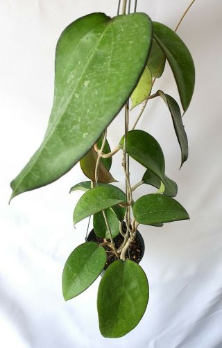 Hoya Fusco - Marginata,  1 Pot Rooted Plant 20 - 22 Inches Extremely Rare