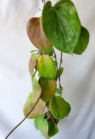 Hoya Sp Png Sv 432,  1 Pot Rooted Plant 20 - 22 Inches Very Rare